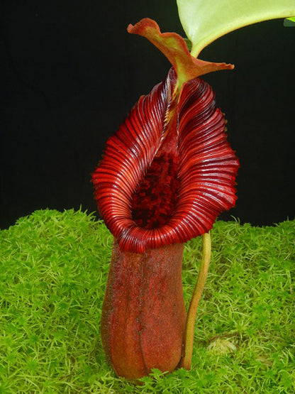 Nepenthes x "Trusmadiensis" x robcantleyi BE-4022