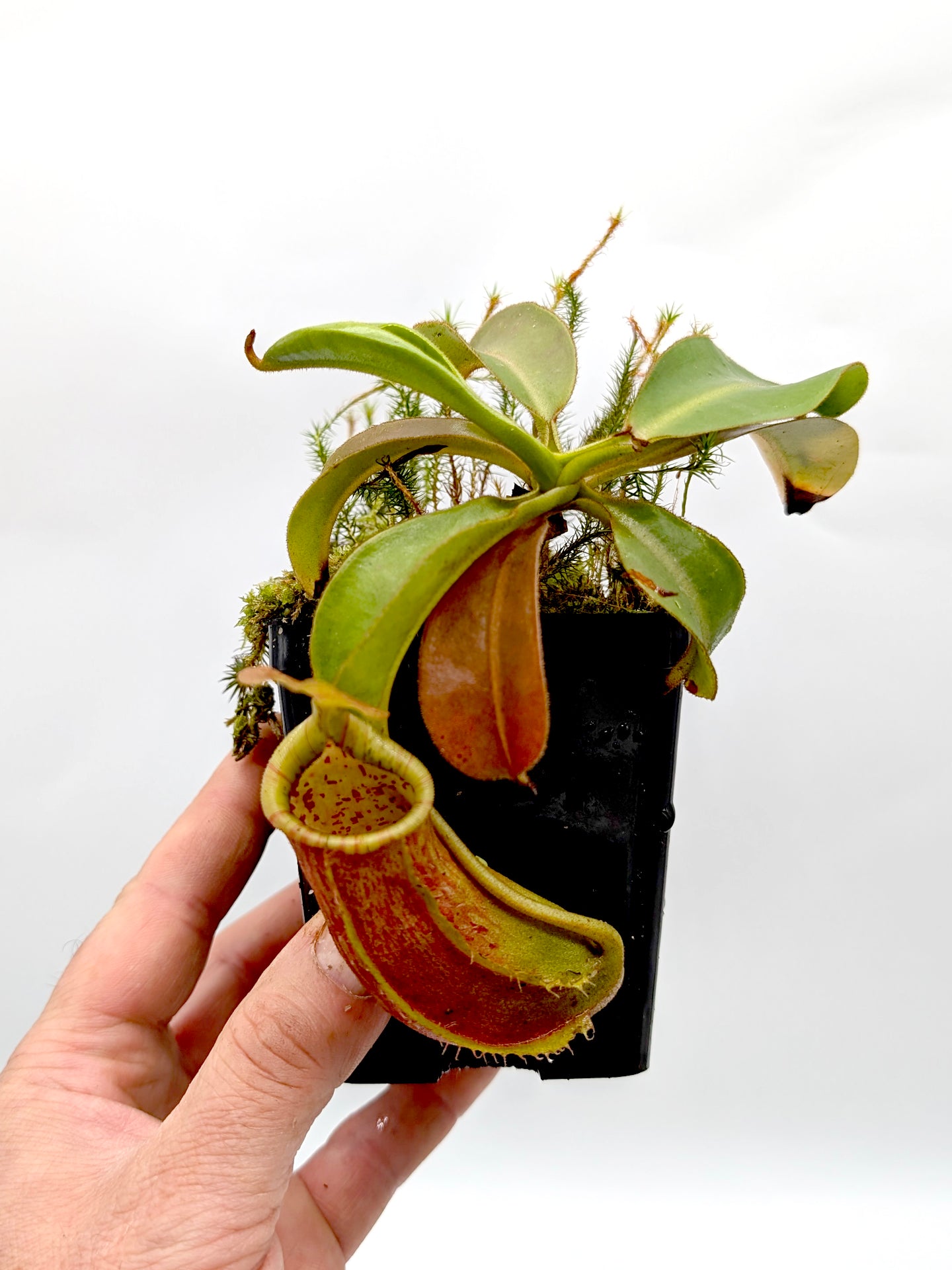 Nepenthes (veitchii x lowii) x alata BE-3844