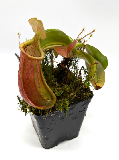 Nepenthes (veitchii x lowii) x alata BE-3844