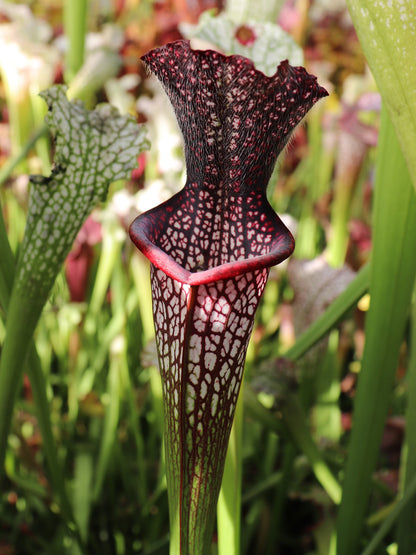 Sarracenia leucophylla „Black Sheer“