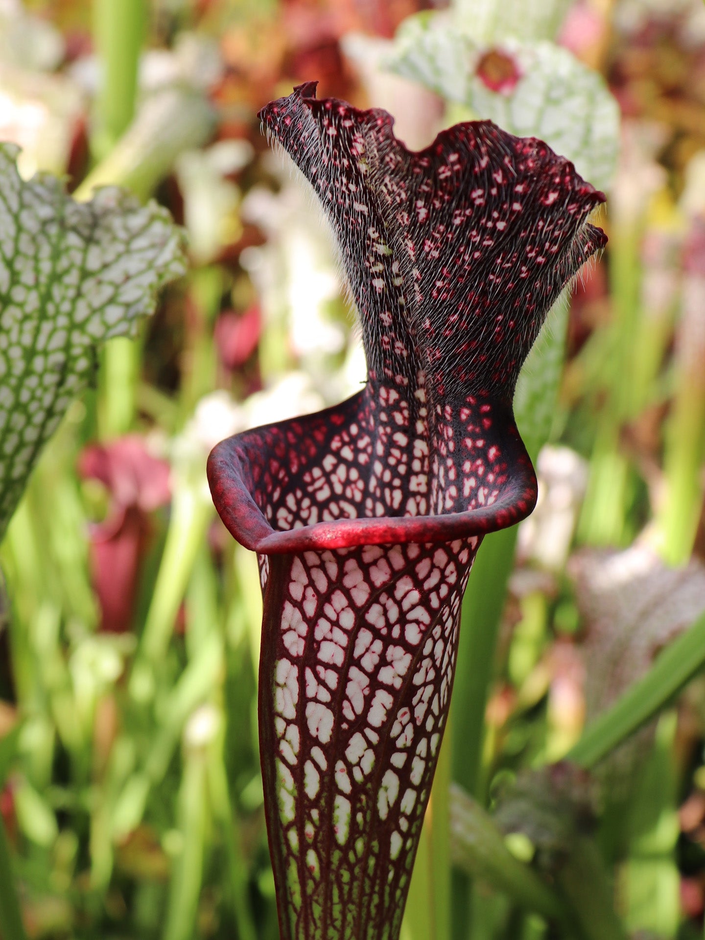 Sarracenia leucophylla "Black Sheer"