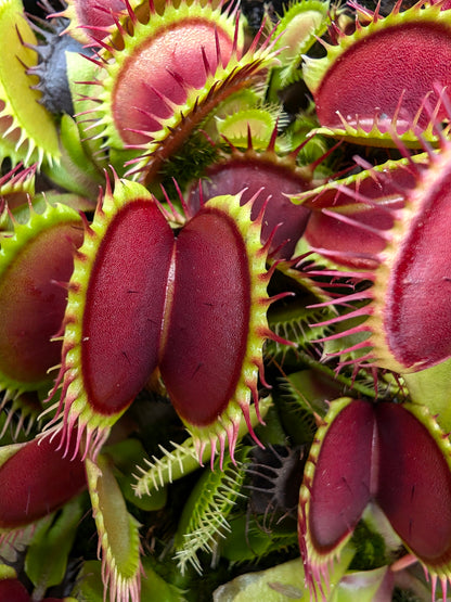 Dionaea muscipula "Black star"