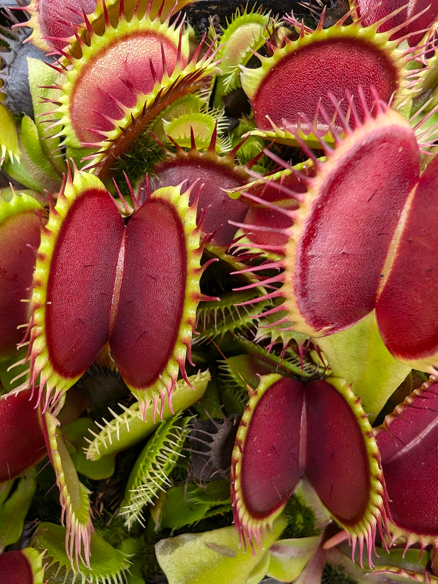 Dionaea muscipula "Black star"