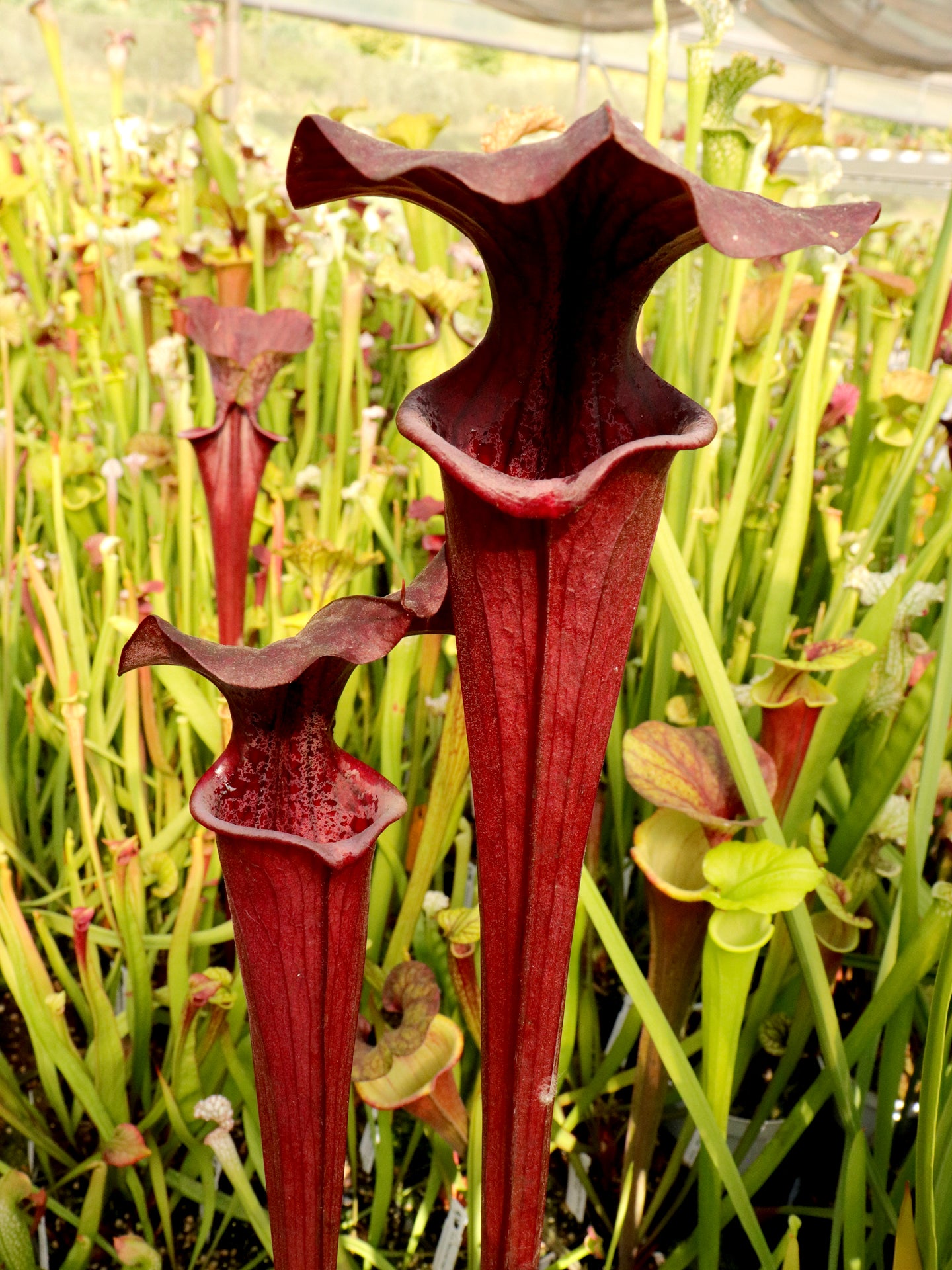 Sarracenia "Black widow" SX113 AC