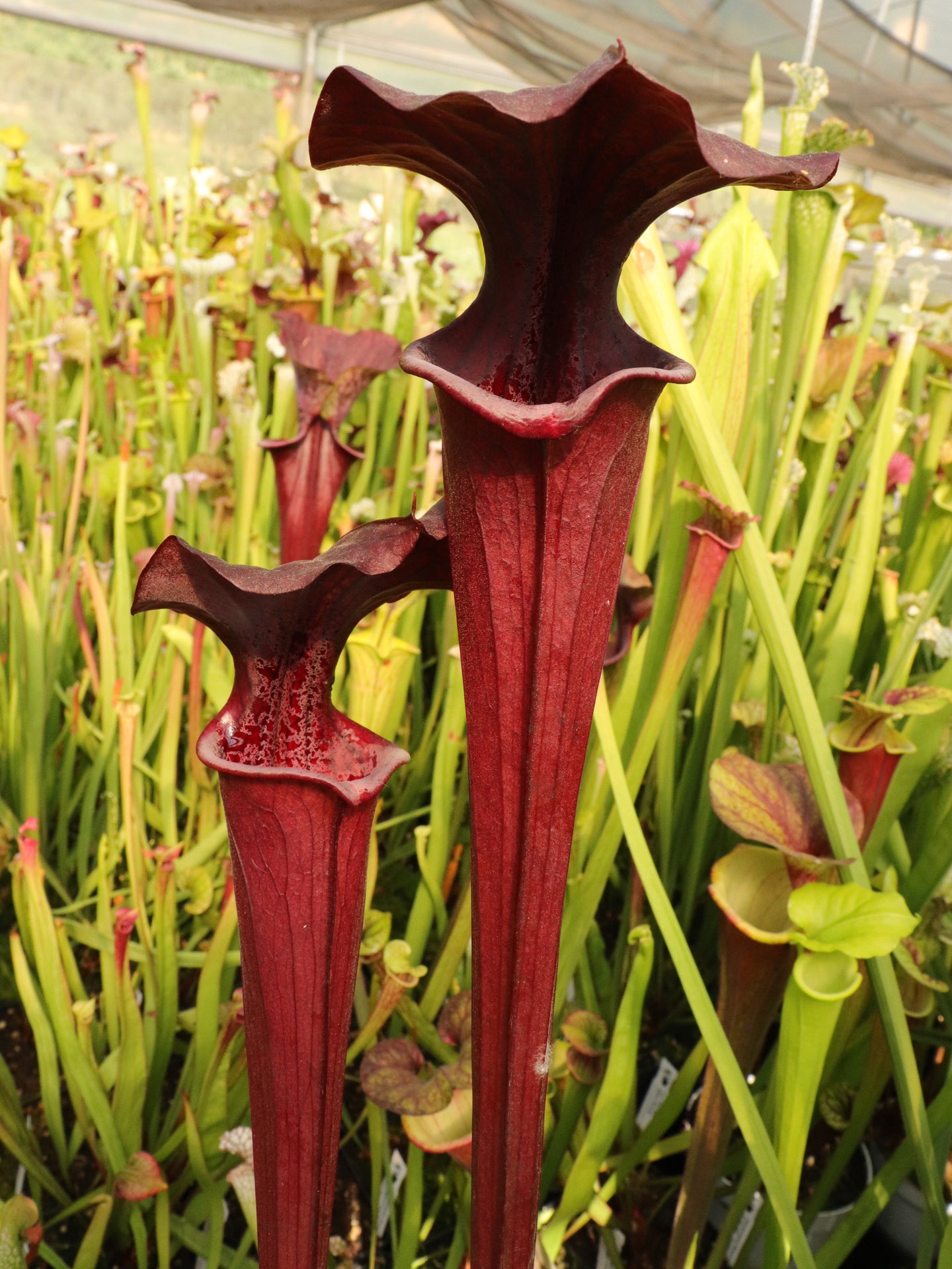 Sarracenia "Black widow" SX113 AC