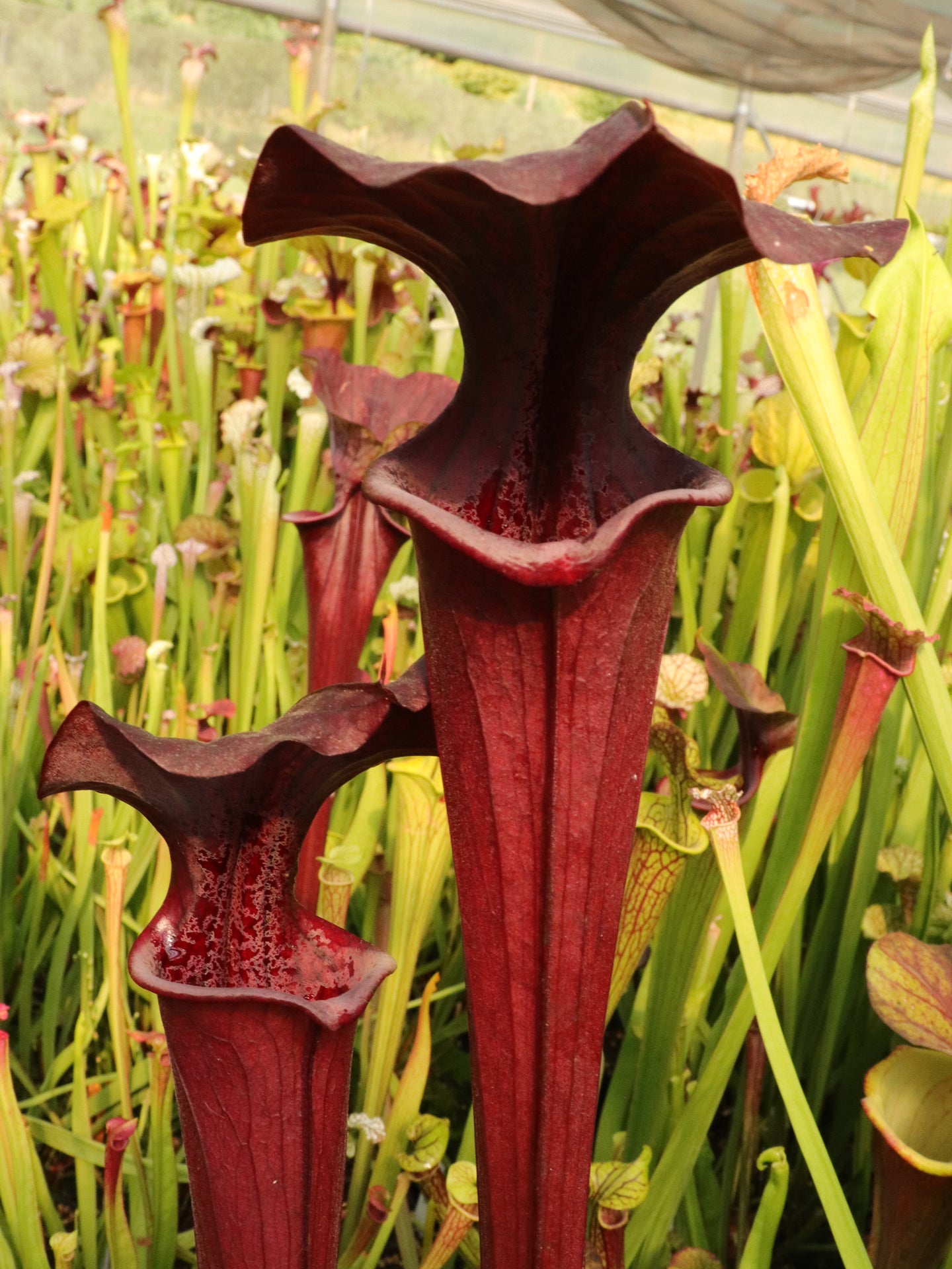 Sarracenia "Black widow" SX113 AC