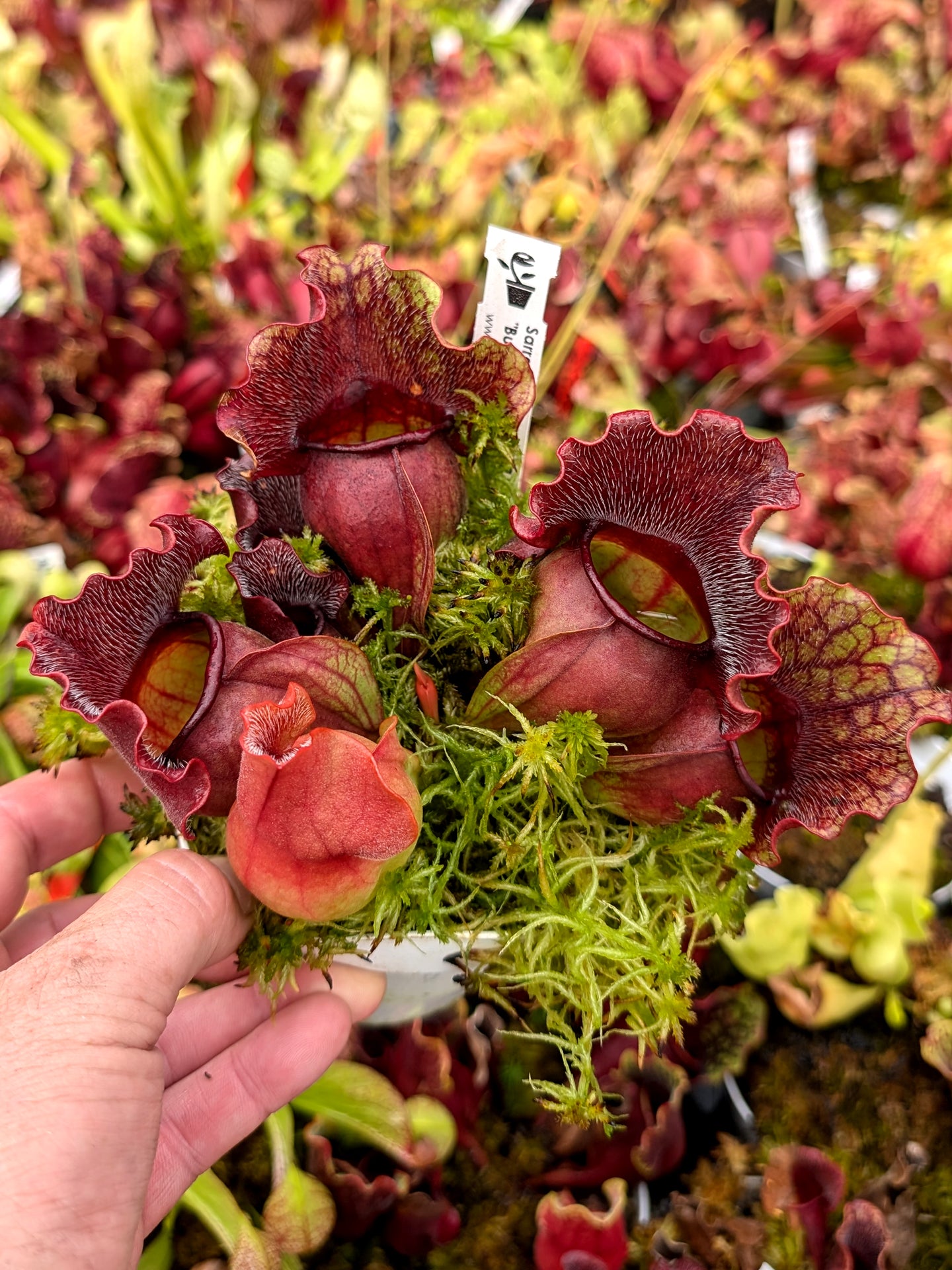 PV11 GC  Sarracenia purpurea ssp. venosa "Black Botero"