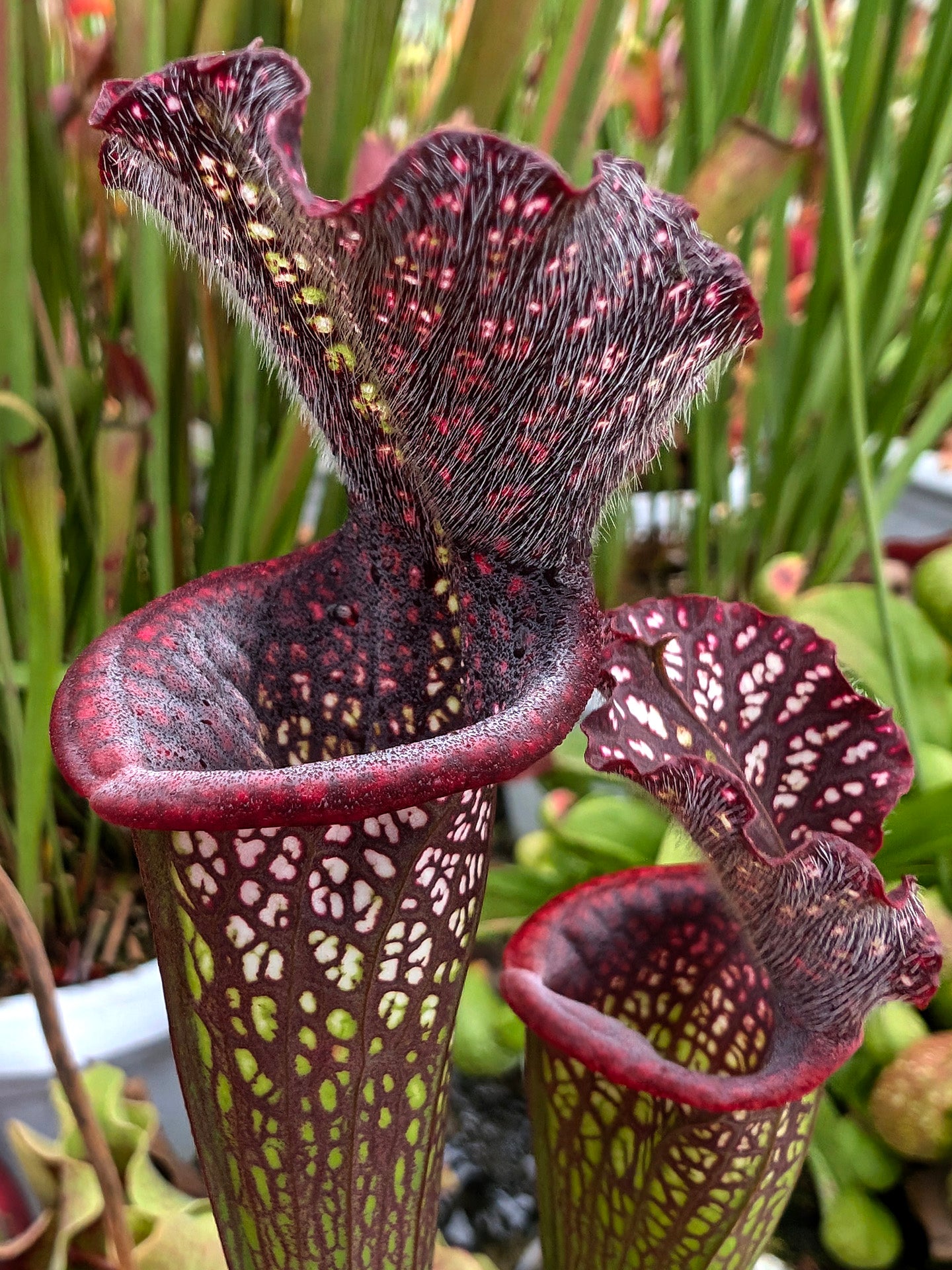 Sarracenia leucophylla "Black Sheer"