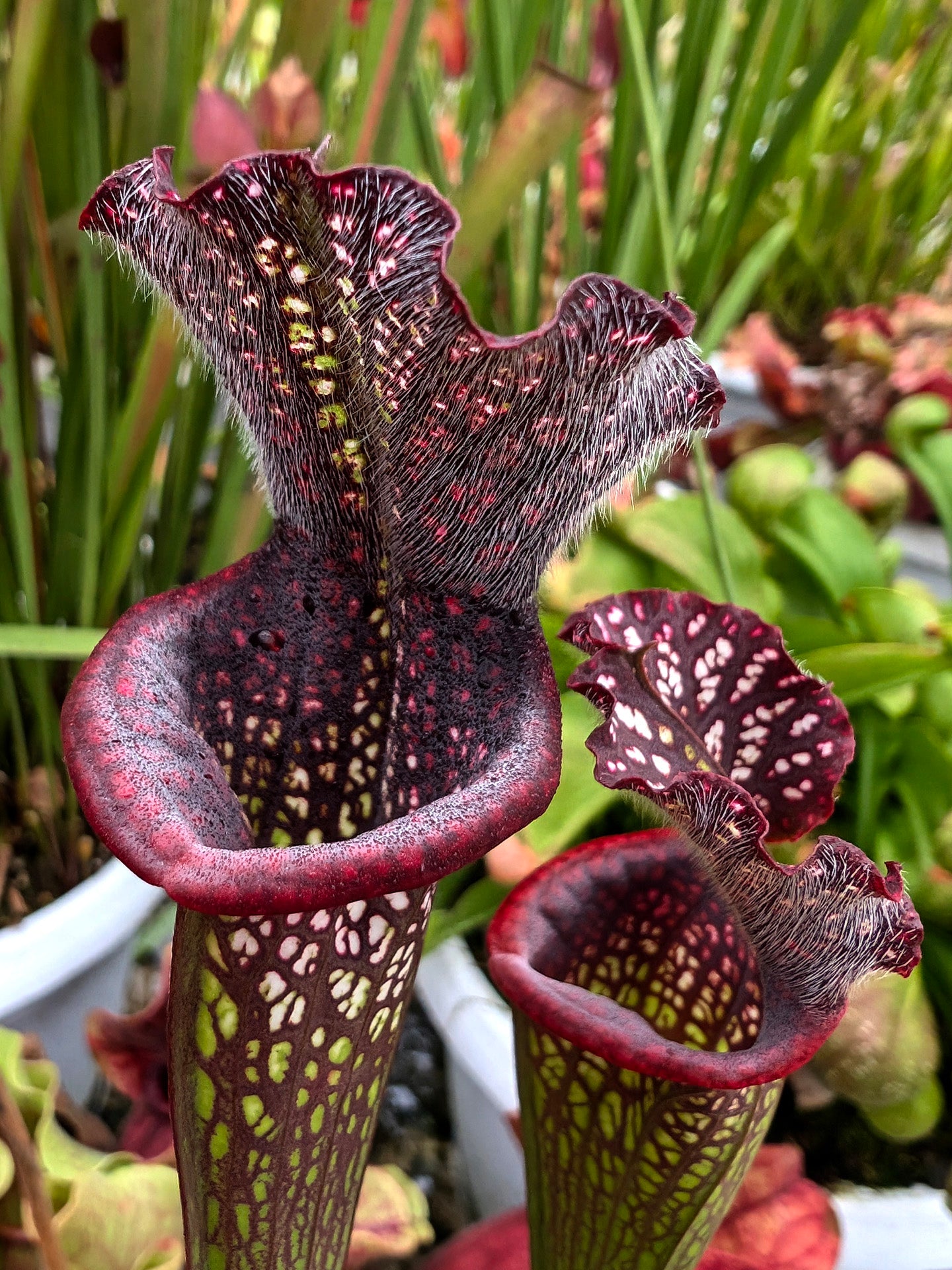 ASTA 12 : Sarracenia leucophylla "Black Sheer" 2 punti di crescita