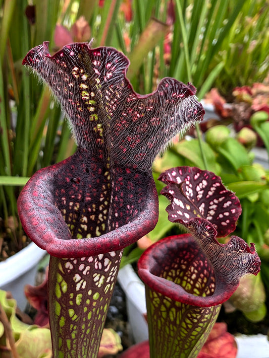 AUCTION 12: Sarracenia leucophylla "Black Sheer" 2 growing points