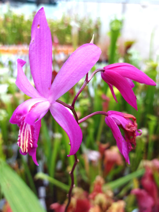 Bletilla  Orchidea da esterno