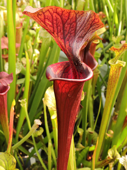 Sarracenia "Blood Feast"