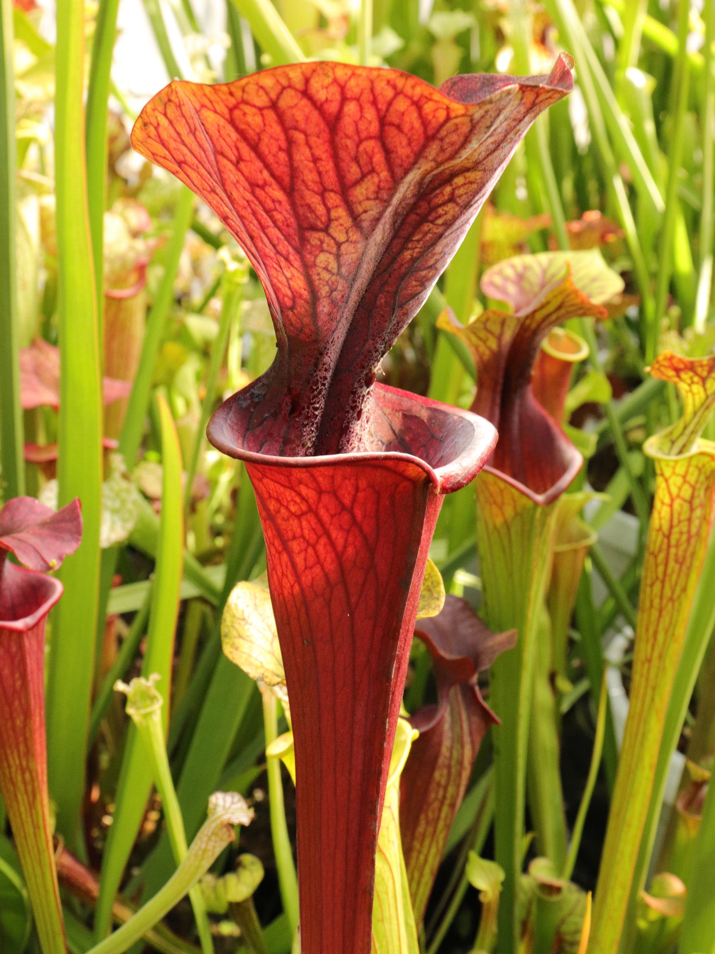 Sarracenia "Blood Feast"