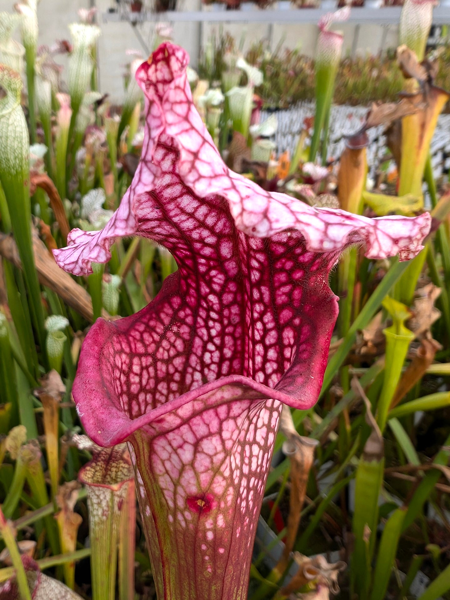 Sarracenia "Blood in the snow"