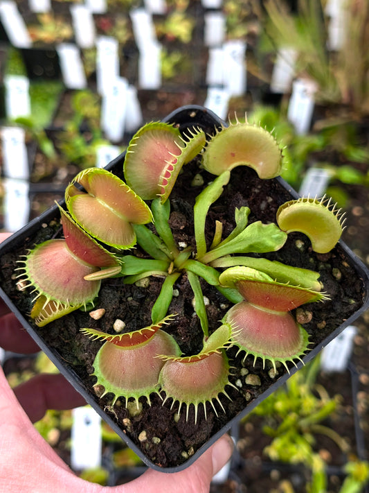 Dionaea muscipula "GJ Bloody Nurse"