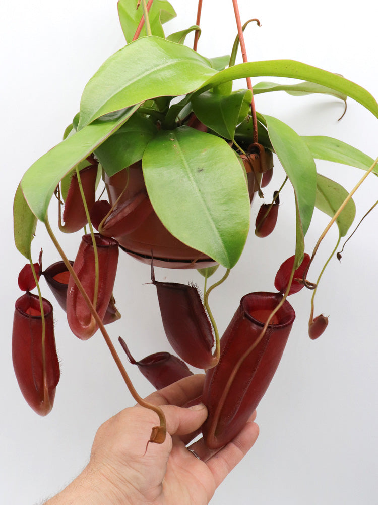 Nepenthes "Bloody mary"