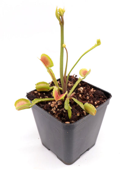 Dionaea muscipula 'Booman's Mutant"