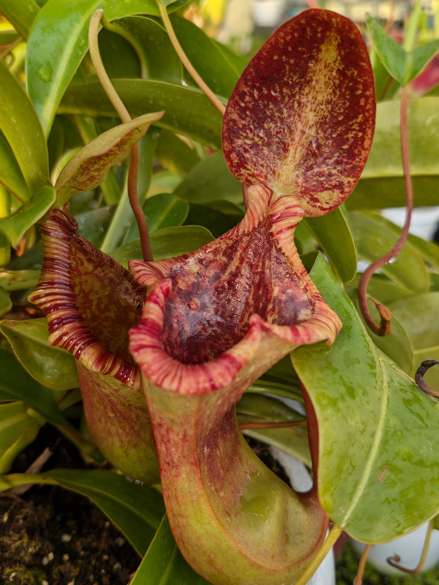 Nepenthes x „Briggsiana“ Lowii x ventricosa