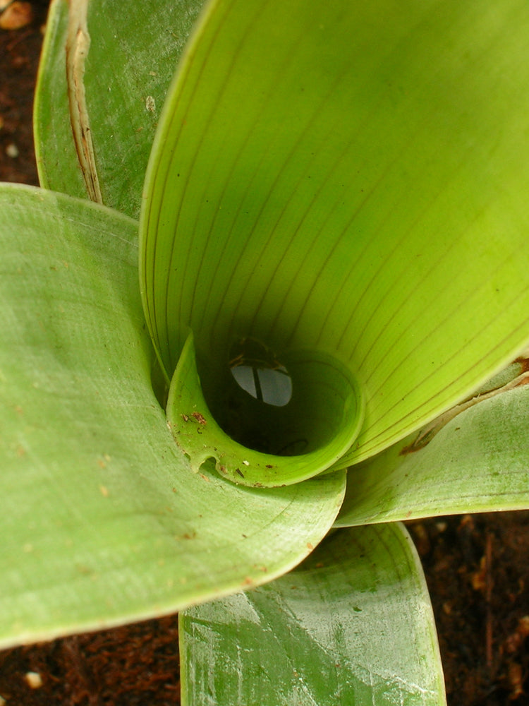 Brocchinia reducta