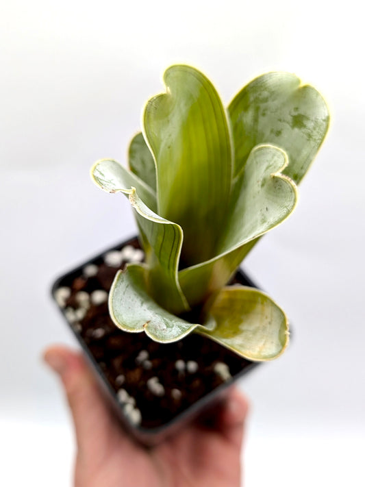 Brocchinia hechtioides "Small Pygmy form" Gran Sabana, Venezuela