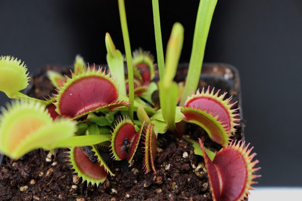 Dionaea muscipula "Brutal shark"