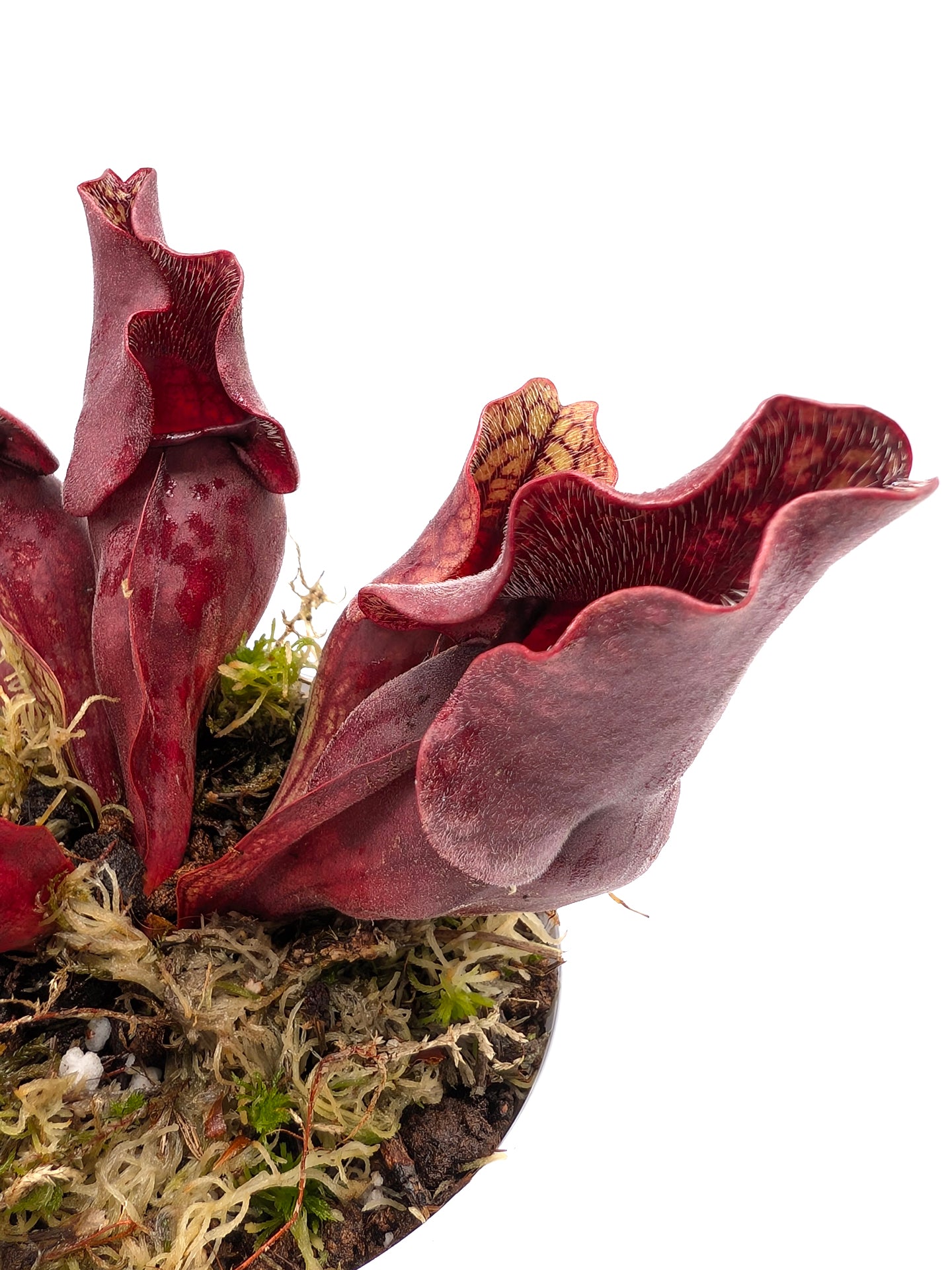 Sarracenia purpurea ssp. venosa "Buddha Belly"  x  "Red Wavy lids"