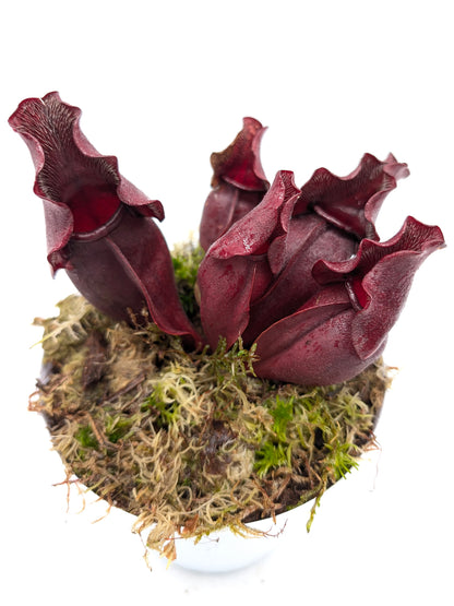 Sarracenia purpurea ssp. venosa "Buddha Belly"  x  "Red Wavy lids"