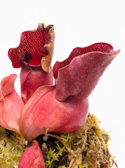 Sarracenia purpurea ssp. venosa "Buddha Belly" x "Buddha Boga Bonn"