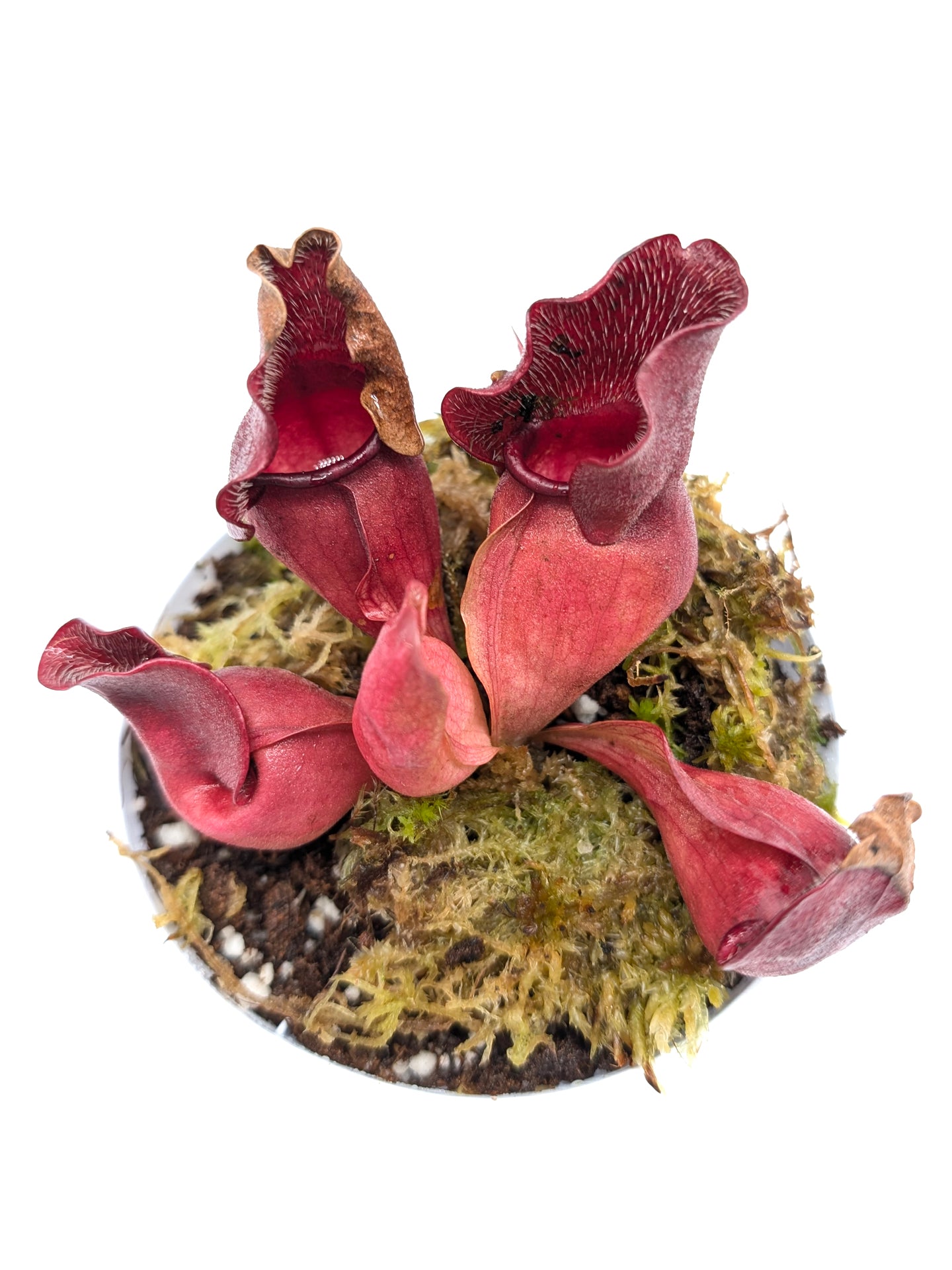 Sarracenia purpurea ssp. venosa "Buddha Belly" x "Buddha Boga Bonn"