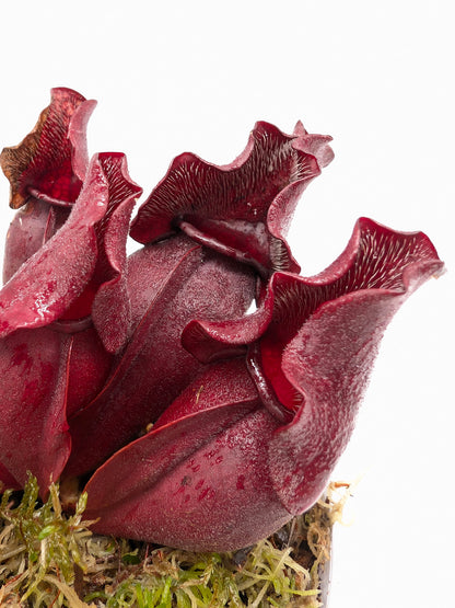 Sarracenia purpurea ssp. venosa "Buddha Belly"  x  "Red Wavy lids"