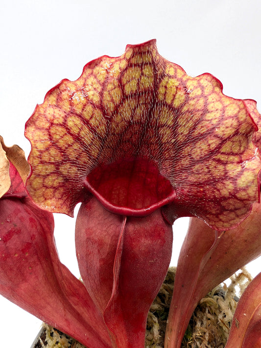 Sarracenia rosea "Chipola Giant" x "rosea veinless"