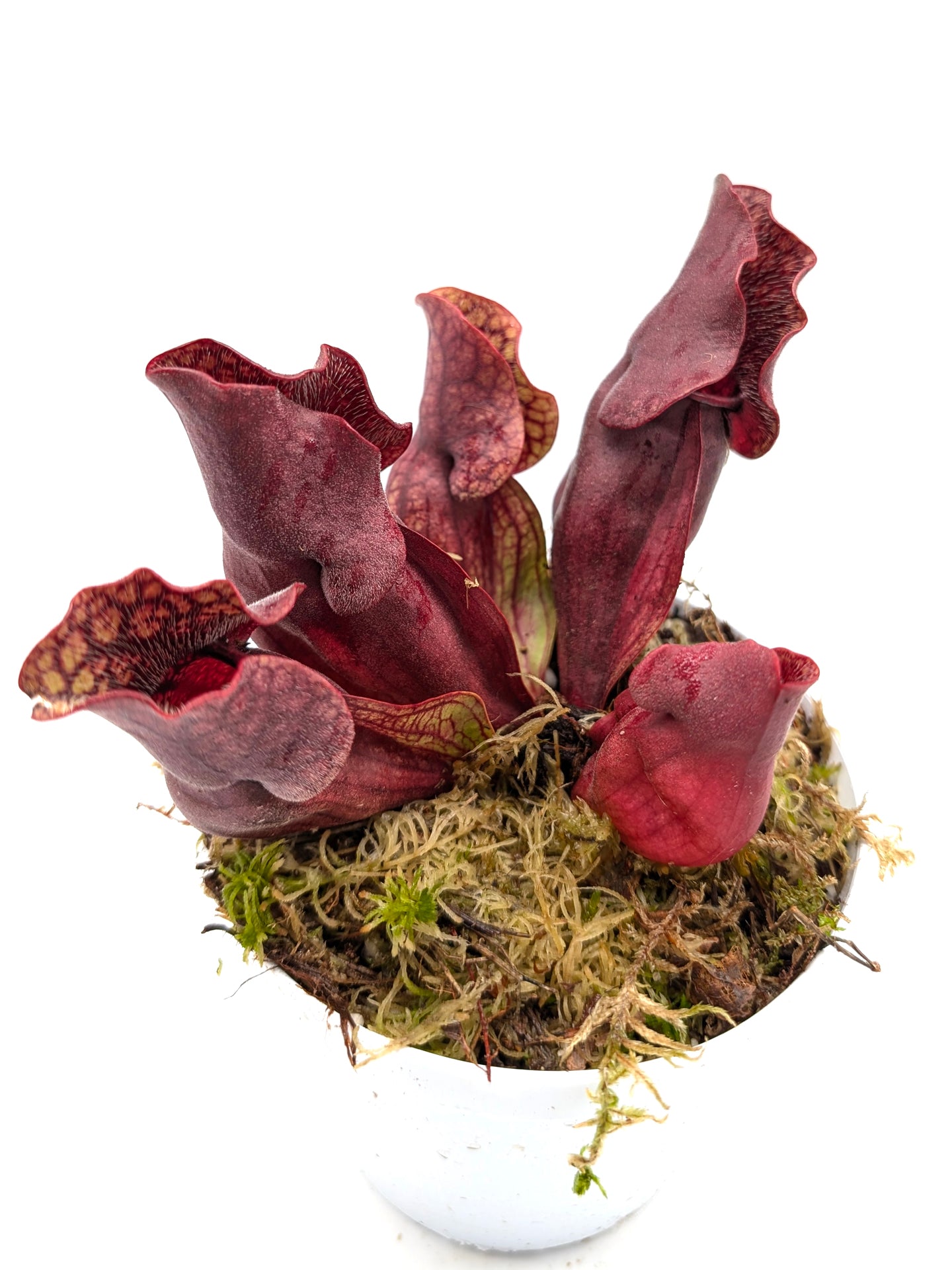 Sarracenia purpurea ssp. venosa "Buddha Belly"  x  "Red Wavy lids"