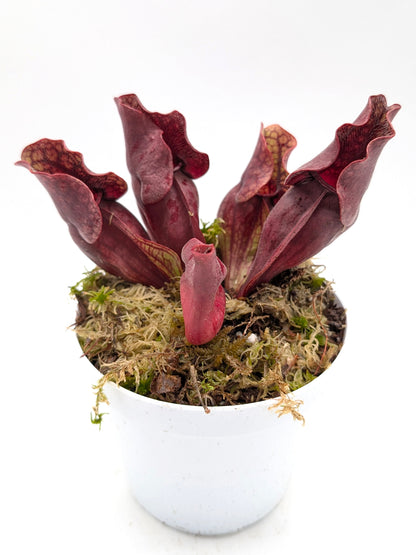 Sarracenia purpurea ssp. venosa "Buddha Belly"  x  "Red Wavy lids"