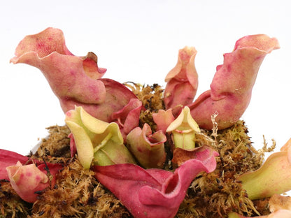 Sarracenia rosea "Completely veinless"