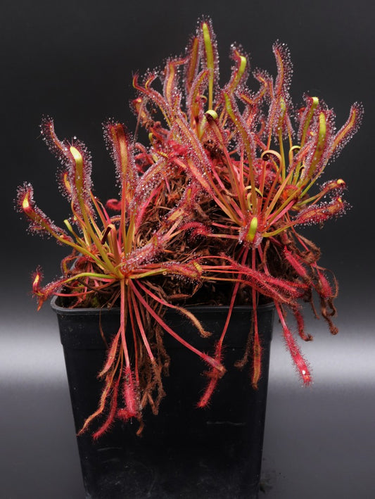 FRESH SEEDS of DROSERA CAPENSIS "ALL RED"