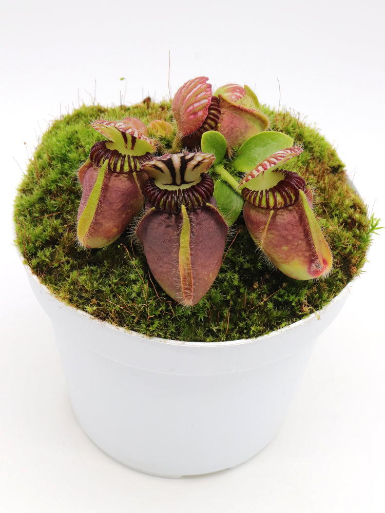 Cephalotus follicularis 'Dudley Watts'