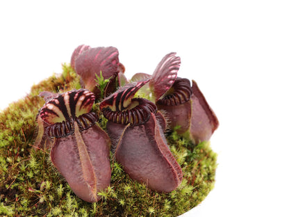 Cephalotus follicularis 'Dudley Watts'