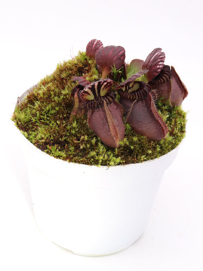 Cephalotus follicularis 'Dudley Watts'