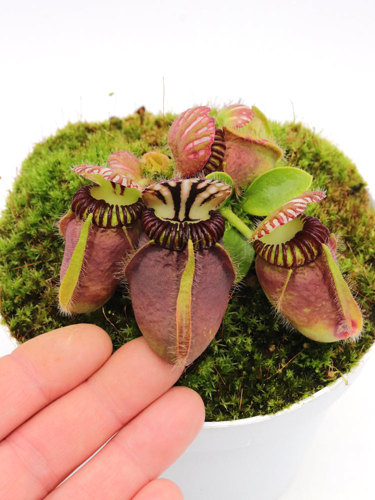 Cephalotus follicularis 'Dudley Watts'