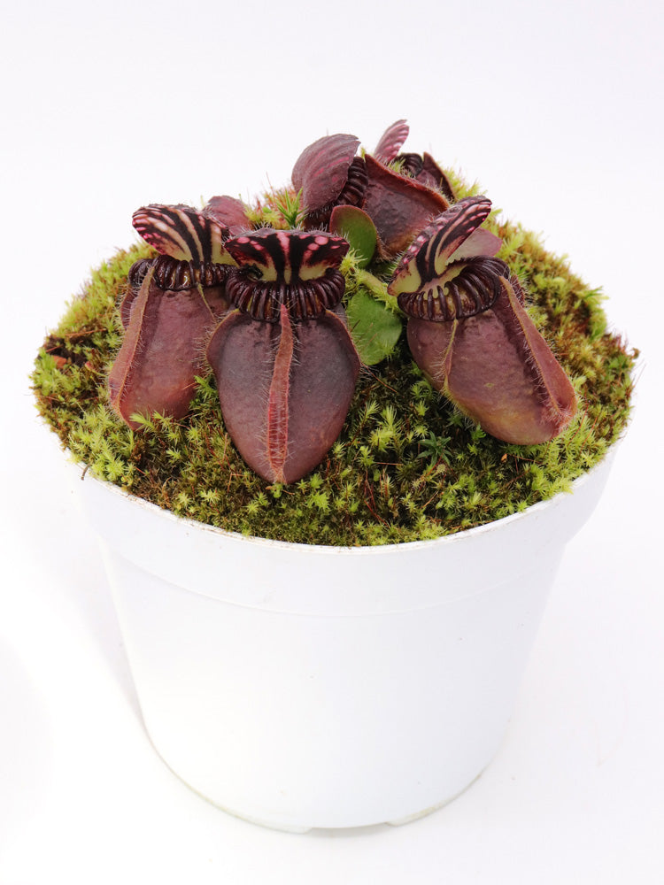 Cephalotus follicularis 'Dudley Watts'