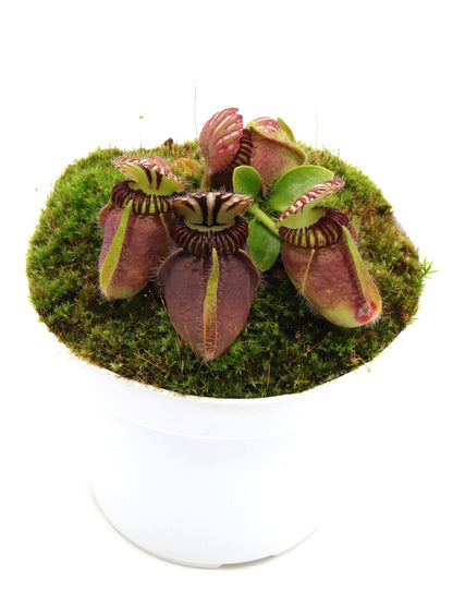 Cephalotus follicularis 'Dudley Watts'