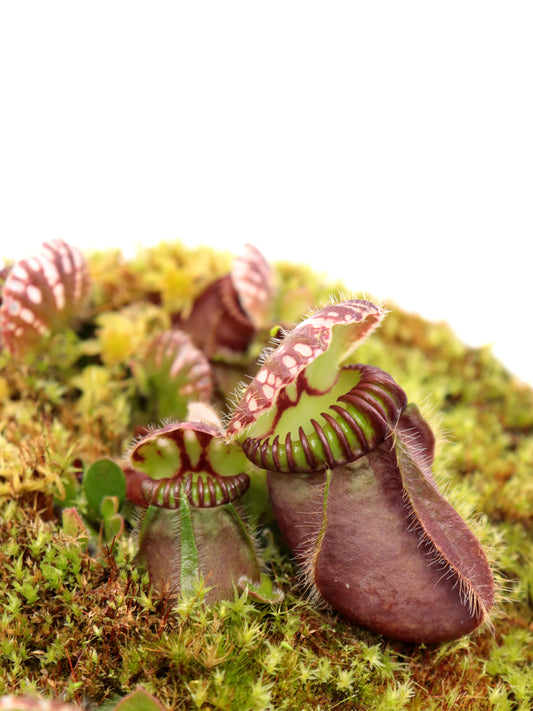 Cephalotus follicularis  "Klaus Keller"  Ex True Giant