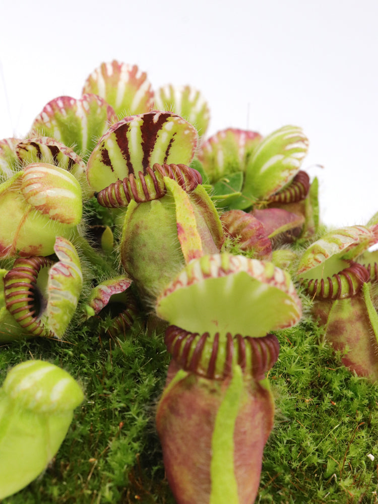 Cephalotus follicularis Coal Mine Beach, AU