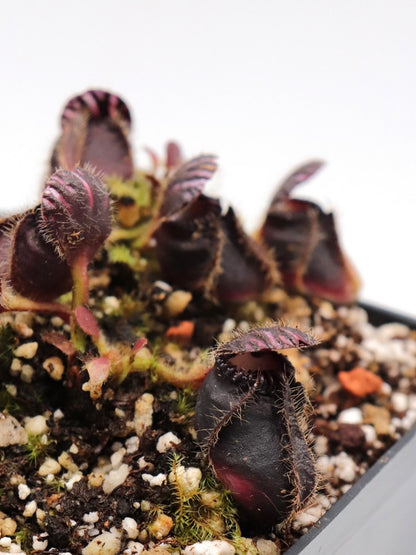 Cephalotus follicularis „Sehr dunkle Form“ Klon 21