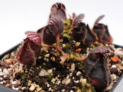 Cephalotus follicularis „Sehr dunkle Form“ Klon 21