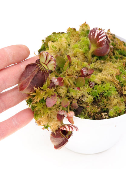 Cephalotus follicularis "GC Bulldog"