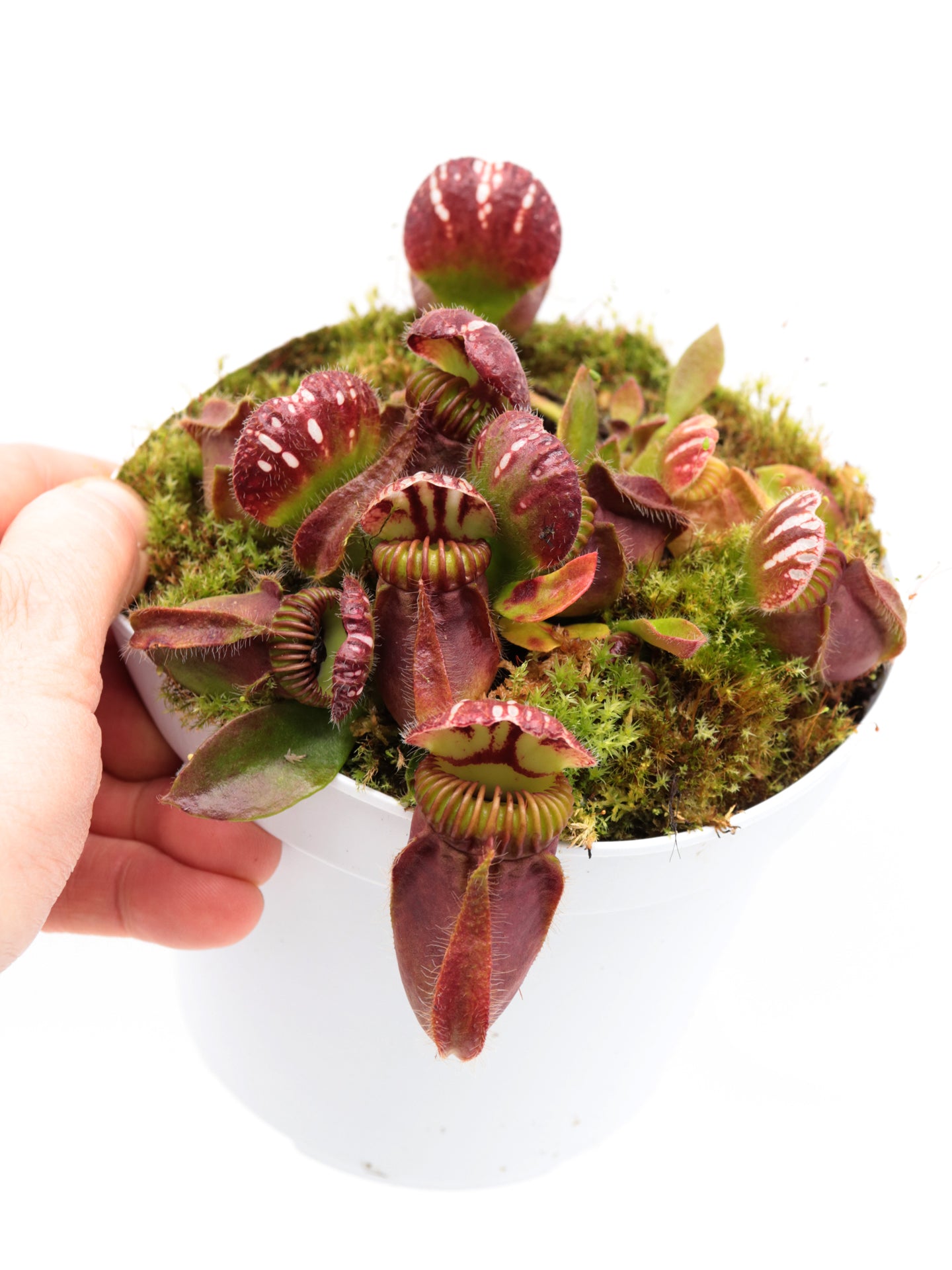 Cephalotus follicularis "Korean Giant"