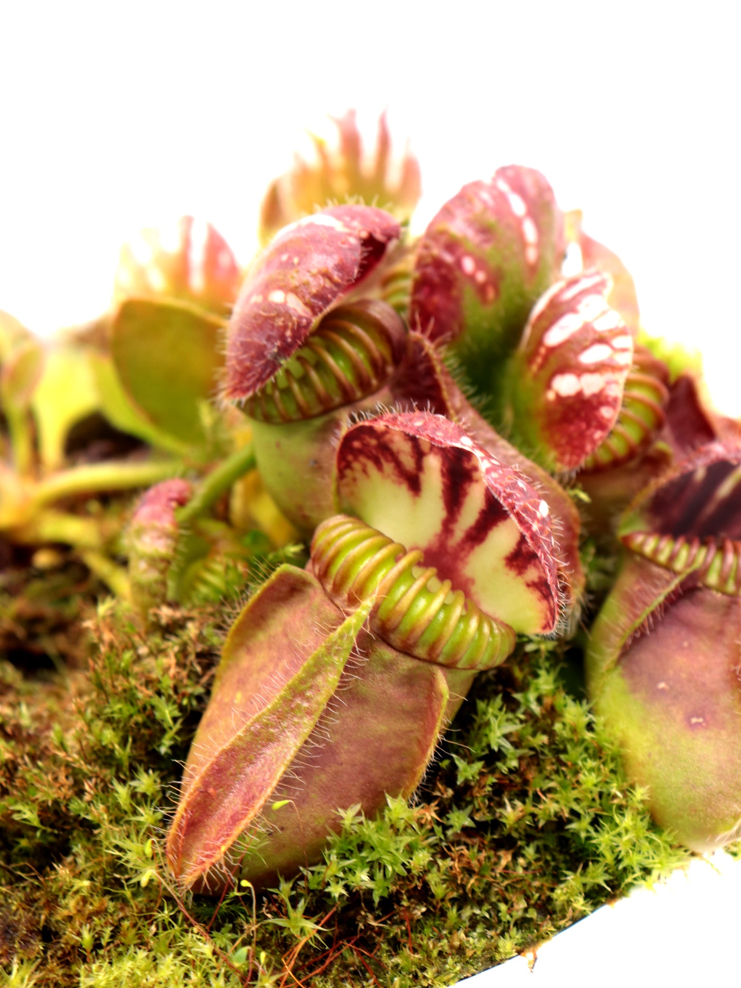 Cephalotus follicularis "Korean Giant"