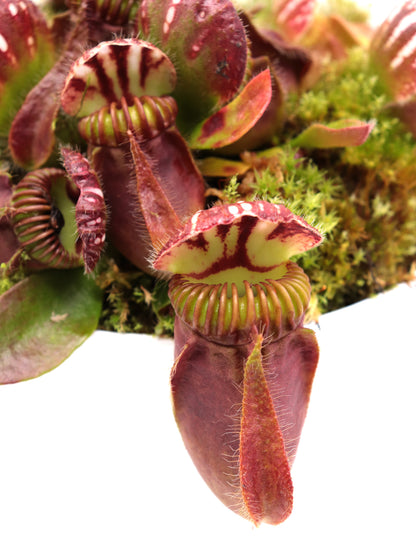 Cephalotus follicularis "Korean Giant"