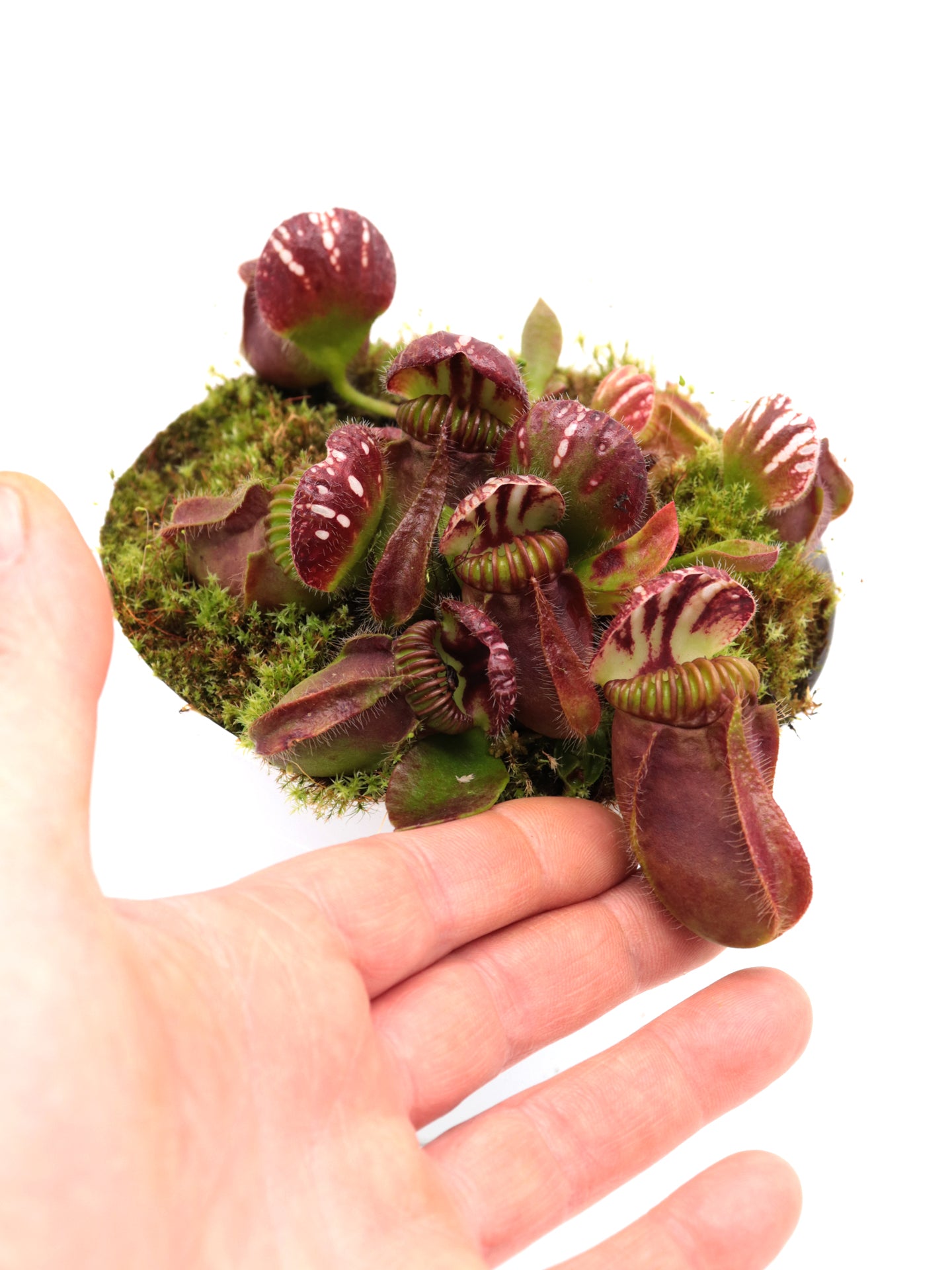 Cephalotus follicularis "Korean Giant"